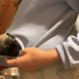 Girl 6 - Brindle Mastiff puppy in Buffalo, New York from Excelsior Mastiffs