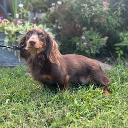 Annie 2 - Dachshund