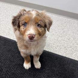 Pink - Red merle female Australian Shepherd puppy in Bethel, Minnesota from Aussie Tree-O
