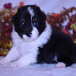 Oaken - Black tri-color male Australian Shepherd puppy in Easton, Missouri from MMA Kennel