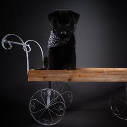 German Shepherd Puppies from Barenstadt Kennels