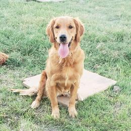 Penny - Golden female Golden Retriever puppy in Merino, Colorado from High Plains Goldens