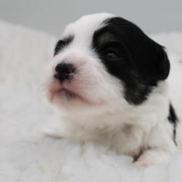 George Knightley - Black and white male Havanese puppy in Hendersonville, North Carolina from Grayfinn House