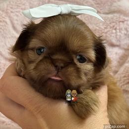 Toffee - Liver female Shih Tzu puppy in Walkertown, North Carolina from Lil’ Bit’s Shih Tzu