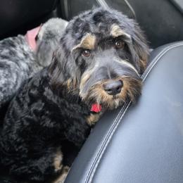 Rocky - Cavapoo