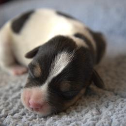 Cowboy - Tri-colored male Parson Russell Terrier puppy in Menifee, California from Wendover Terriers