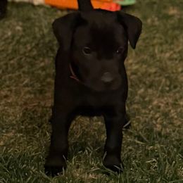 Girl 3 - Black female Xoloitzcuintli puppy in Payson, Utah from Jodi Zobell's Xoloitzcuintli