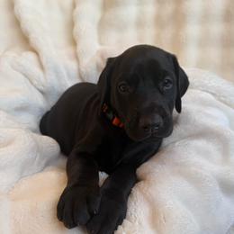 Bruce - Black and rust male Doberman Pinscher puppy in Brookfield, Wisconsin from Haus of Hound