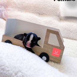 French Bulldog Puppies from FrenchieBnB