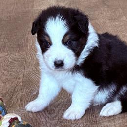 Kenney - Black tri-color male Australian Shepherd puppy in Celina, Tennessee from CumberlandRidge Australian Shepherds