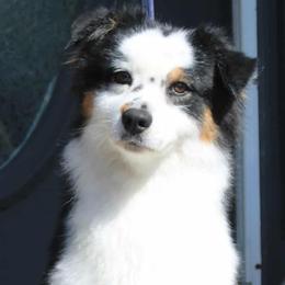Butters - Australian Shepherd