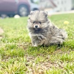 Nova - Orange sable female Pomeranian puppy in Lillington, North Carolina from Dignified Poms
