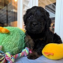 Sage - Black and tan female Cavapoo puppy in Selma, Texas from Sage Mini Doodles