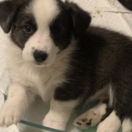 Cardigan Welsh Corgi Puppies from Luxe Cardigan Welsh Corgis