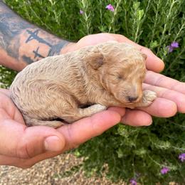 Latte - Cream female Poodle puppy in Maricopa, Arizona from La Petite poodle