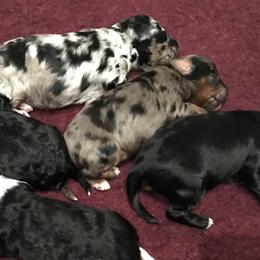 Aussiedoodles from Blue Eyes Aussies
