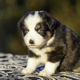 Girl 3 - female Miniature American Shepherd puppy in Franklinville, North Carolina from Fine Hill Miniature Americans