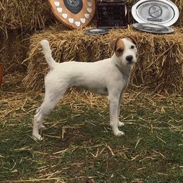 Puppet - Jack Russell Terrier