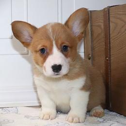AKC Purple ID Girl - Red female Pembroke Welsh Corgi puppy in Ash Flat, Arkansas from Arkansas Corgis