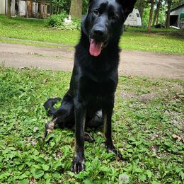 German Shepherd Puppies from Von Thomson Haus