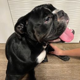 Bulldog Puppies from BUBBABULL