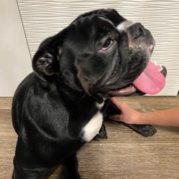 Bulldog Puppies from BUBBABULL