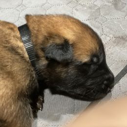 Belgian Malinois and German Shepherd Puppies from Madhouse’s Belgian Malinois and German Shepherds