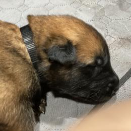 Belgian Malinois and German Shepherd Puppies from Madhouse’s Belgian Malinois and German Shepherds