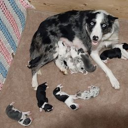 Border Collie Puppies from Lake Ridge Border Collies