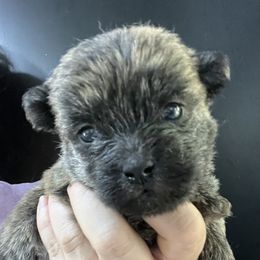 Scarecrow Boy 2 - Brindle male Cairn Terrier puppy in Bigfork, Minnesota from Dachshunds Up North