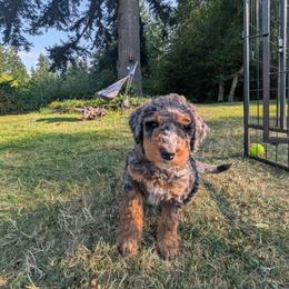 Coco - Blue merle female Aussiedoodle puppy in Yacolt, Washington from Aussiedoodles by Maggie