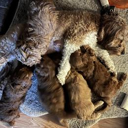 Goldendoodles from Schaefer Acres Doodles and Shepherds