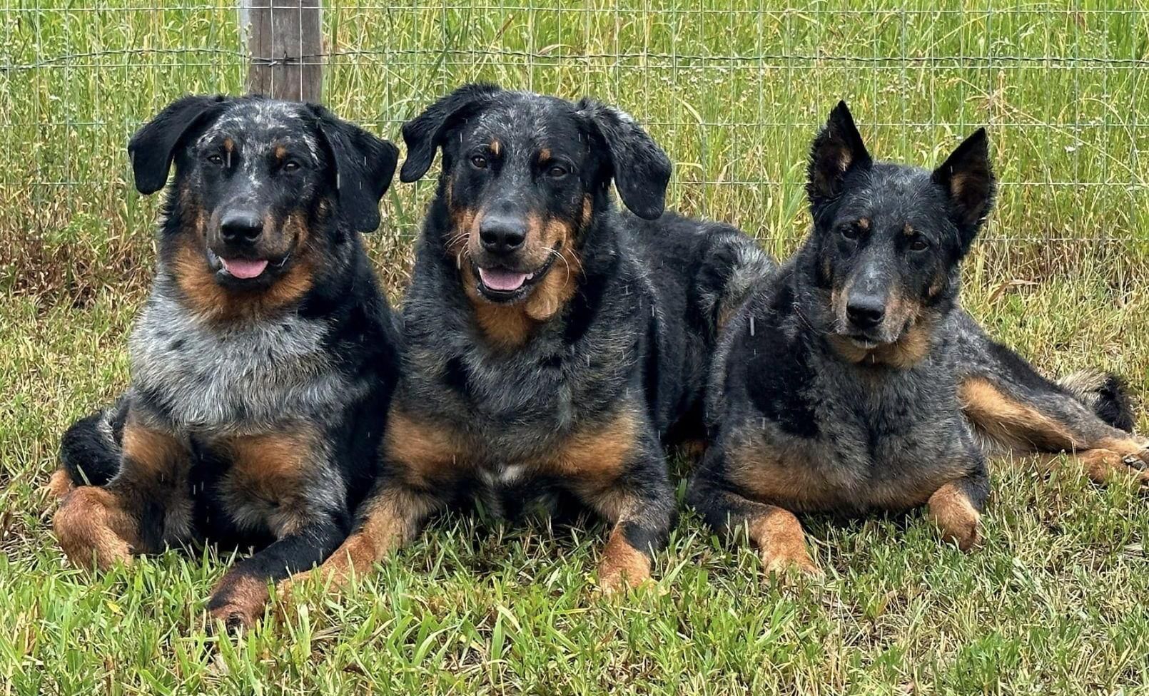 3 Harlequin Beaucerons lay in a field