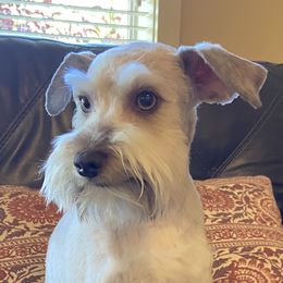 Mila - Miniature Schnauzer