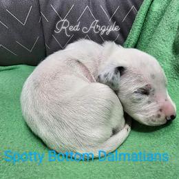 Dalmatian Puppies from Spotty Bottom Dalmatians