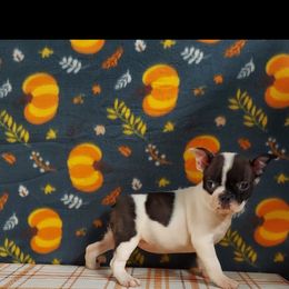 Boston Terrier Puppies from IHeart Boston Terriers