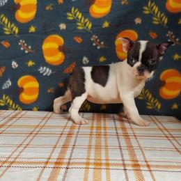 Boston Terrier Puppies from IHeart Boston Terriers