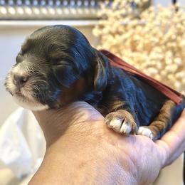 Purple Collar - Black white and tan female Cockapoo puppy in Palm Beach County, Florida from Benji’s Cockapoos