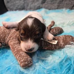 Bambi - Piebald male Dachshund puppy in Bigfork, Minnesota from Long Ears and Long Dogs Ranch