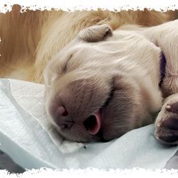 Golden Retriever Puppies from Novas Golden Puppies