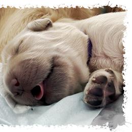Golden Retriever Puppies from Novas Golden Puppies