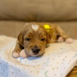 Yellow Collar NERO - Apricot male Goldendoodle puppy in Salem, Utah from Aspen Doodles Utah