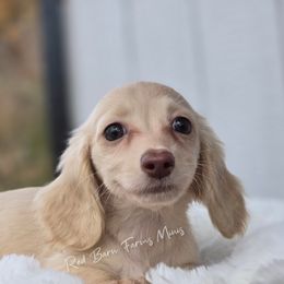 Belle - Cream female Dachshund puppy in Mcminnville, Tennessee from Red Barn Farms Minis