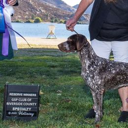 Mara - German Shorthaired Pointer