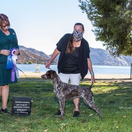Mara - German Shorthaired Pointer