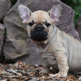 French Bulldog Puppies from Bleu Rock French Bulldogs