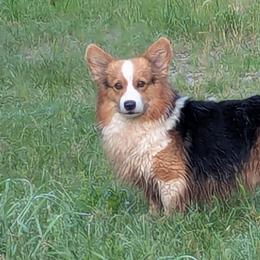Pembroke Welsh Corgis from BROCKWAY CREEK CORGI'S