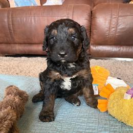 Dixie - Tri-color female Bernedoodle puppy in Newkirk, Oklahoma from Dirty Dogs Doodles