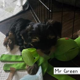 Mr Green - Black and tan male Yorkshire Terrier puppy in Dover, Delaware from Lewis Precious Paws