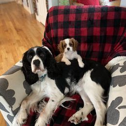 Cavalier King Charles Spaniel Puppies from Cavalier Kisses